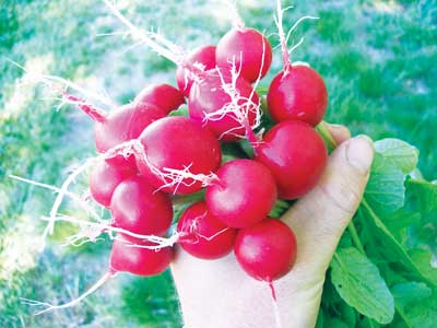 Cherry Bell Radish