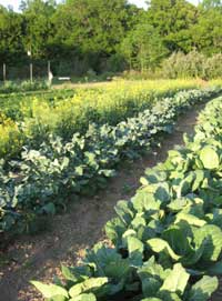 Fall Gardens Collards