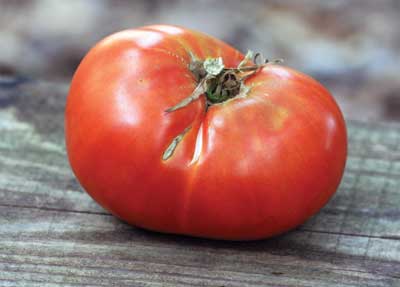 Mortgage Lifter Tomato