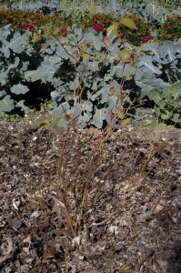 blueberries in oak leafs web