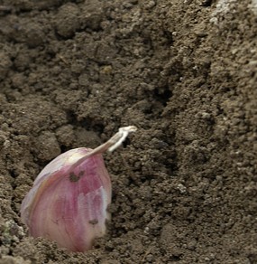 garlic in dirt web