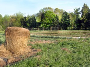 hay bale web