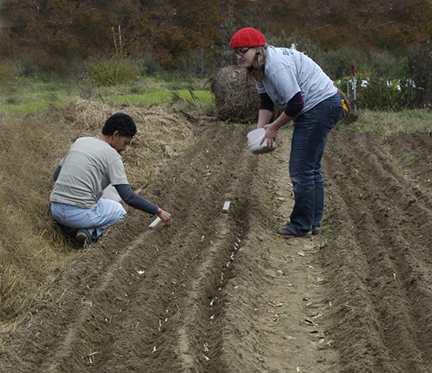 planting garlic marcia and mac web
