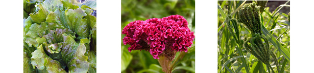 returning varieties