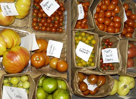 varieties of tomatoes. varieties of tomatoes it