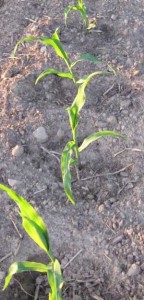 corn-seedlings Corn Seedlings