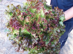 red-sails-lettuce Red Sails Lettuce