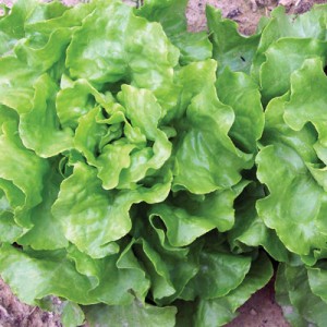 capitan-lettuce Capitan Lettuce