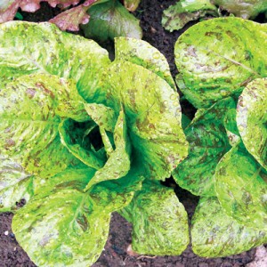 forellenschluss-lettuce Forellenschluss Lettuce