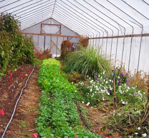 greenhouse-growing