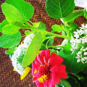 papalo-herb-bouquet