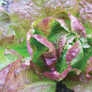 sweet-valentine-lettuce Sweet Valentine Lettuce