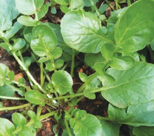 creasy-greens-cress