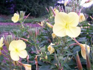 evening-primrose-tina-james