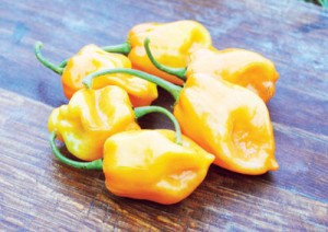 habanero-pepper