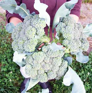 nutribud-broccoli