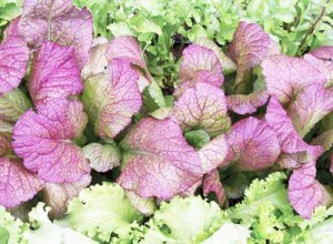 red-giant-mustard