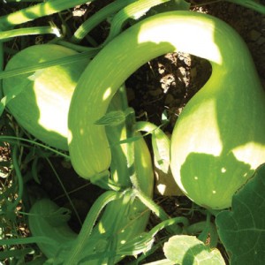 buckwheat-2 tromboncino squash