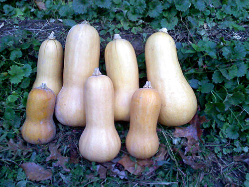butternut-squash-trials