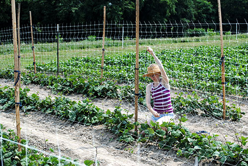 seed-crop-3