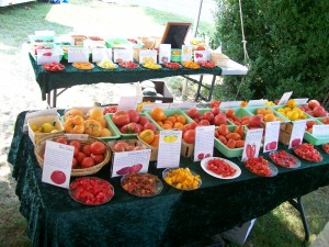 TomatoTasting Heirloom tomato tasting fredericksburg southern exposure seed exchange organic