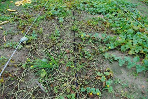 downy-mildew-to-crops-2013