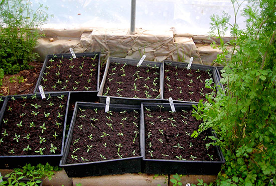 tomato-seedlings