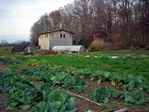 Garden-late-fall-2011-595