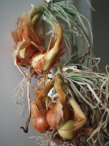 drying-shallots-long