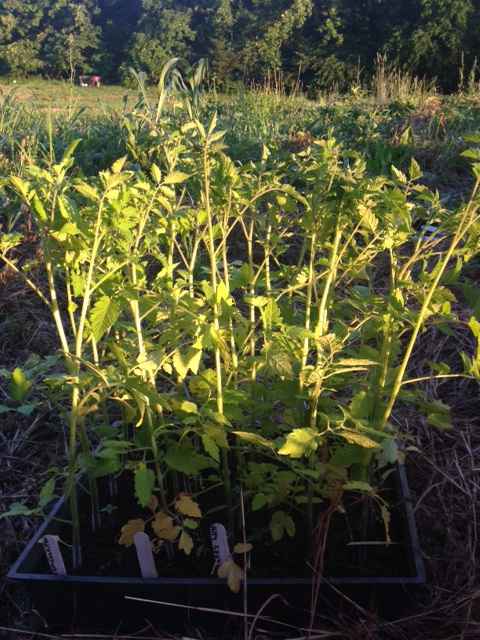 Just a tiny selection of the tomatoes going in our tasting patch
