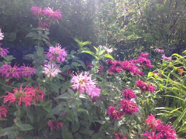A delightful mix of beebalm shades.