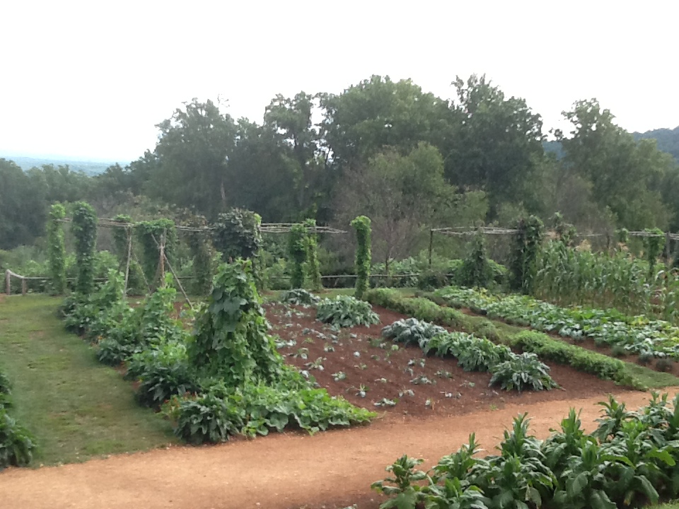 Vertical Gardening The Beginners Guide To Trellising Plants