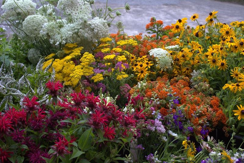 Image Result For How To Start A Pollinator Garden Image Result For How To Start A Pollinator Garden