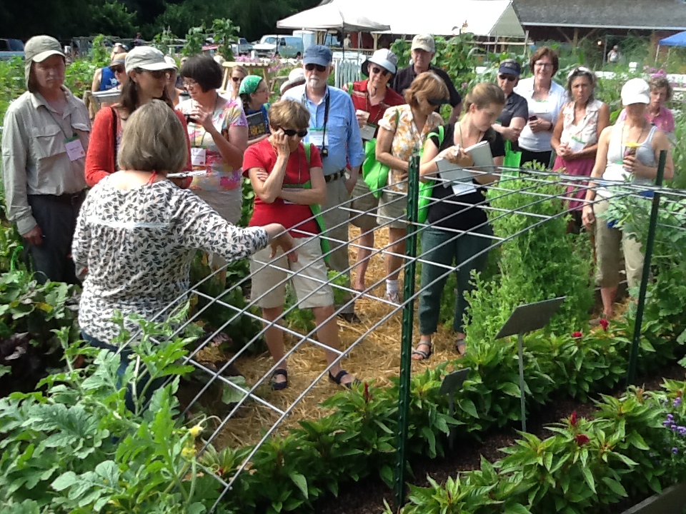 Vertical Gardening The Beginners Guide To Trellising Plants