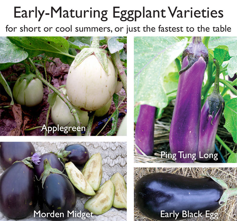 early eggplant southern exposure
