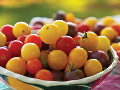 Tomato Tasting