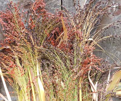 Rainbow Broomcorn SORGHUM 7 g Rainbow Broomcorn SORGHUM 7 g