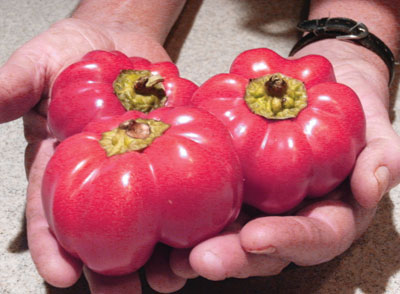 Gamba (Gambo) PEPPER, FRYING 0.5 g Gamba (Gambo) PEPPER, FRYING 0.5 g