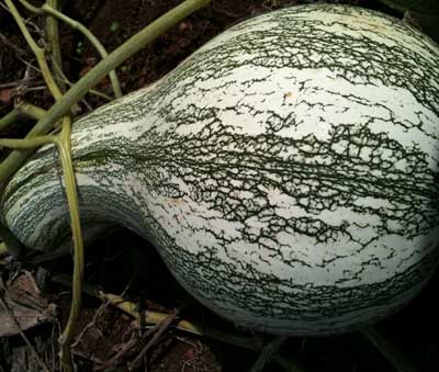 tahitian melon squash