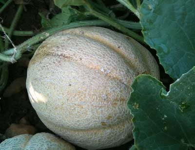 Missouri Gold MUSKMELON 2 g Missouri Gold MUSKMELON 2 g