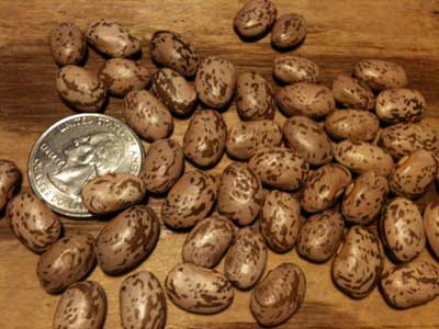 Pinto Bean (Soup, Baking, Dry) (Bush) 28 g Pinto Bean (Soup, Baking, Dry) (Bush) 28 g