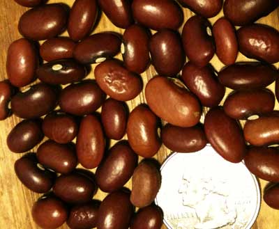 Small Red Bean (Soup, Baking, Dry) (Bush) 114 g Small Red Bean (Soup, Baking, Dry) (Bush) 114 g