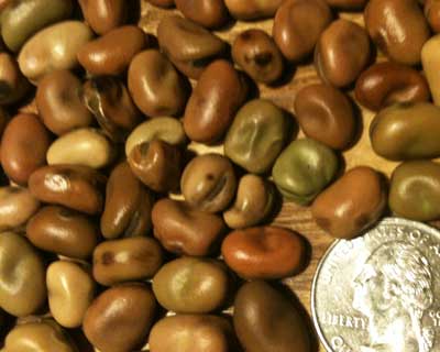 Bean Shades