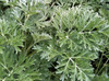 Wormwood - Herb 0.1g Wormwood - Herb 0.1g