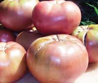 cherokee purple tomatoes