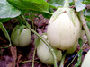 Applegreen Eggplant, bulk size: 3 g Applegreen Eggplant, bulk size: 3 g