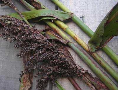 Black Amber Cane SORGHUM 114 g Black Amber Cane SORGHUM 114 g