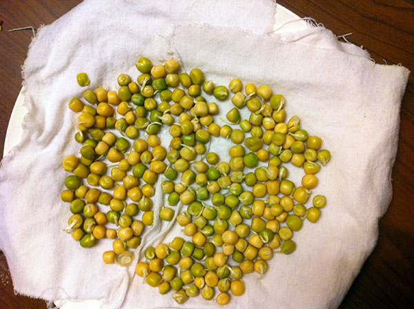 the final product, sprouted peas
