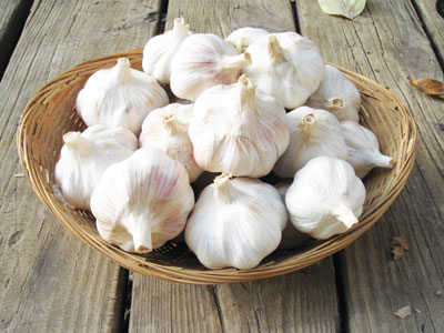 Blossom Asiatic Turban Garlic 8 oz.
