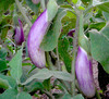 Blush EGGPLANT 0.25 g Blush EGGPLANT 0.25 g